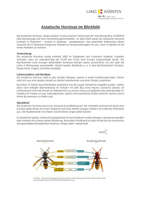 Informationsblatt Vespa velutina.pdf
